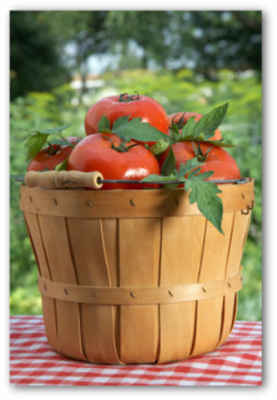 Growing-tomatoes-003