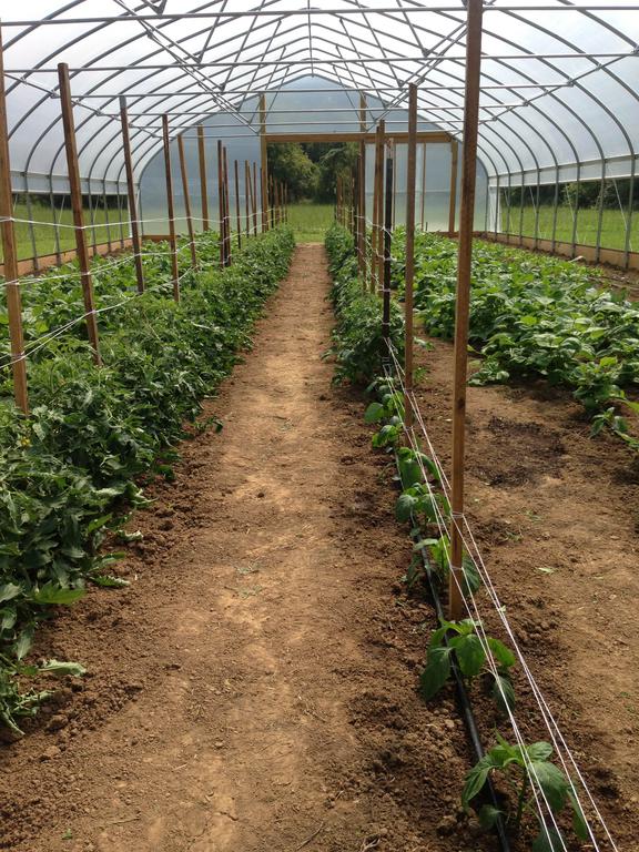 High_tunnel_green_beans_tomatoes_and_peppers