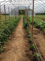 High_tunnel_green_beans_tomatoes_and_peppers