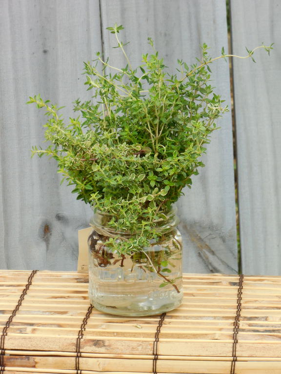 Thyme