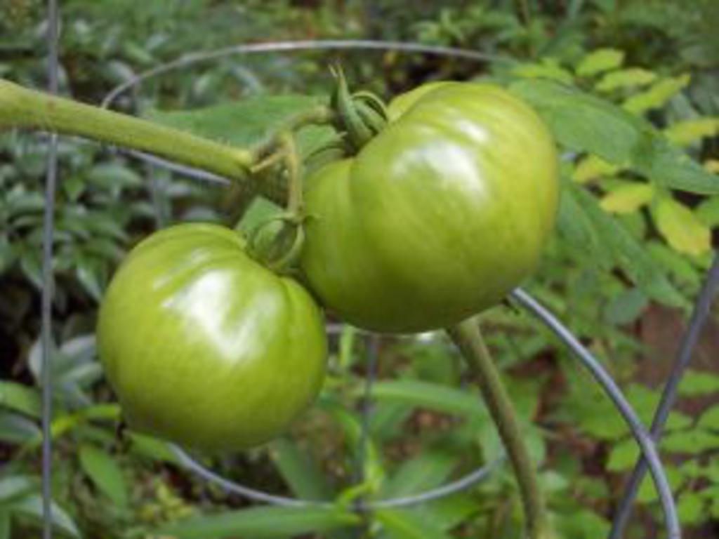 Green_tomato